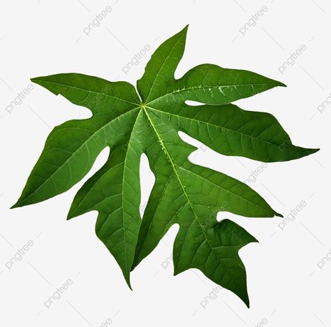 Papaya Leaf, Papaya Plant, Papaya Tree, Green Papaya, Leaves Illustration, Tree Clipart, Eco Printing, Leaf Green, Coffee Type