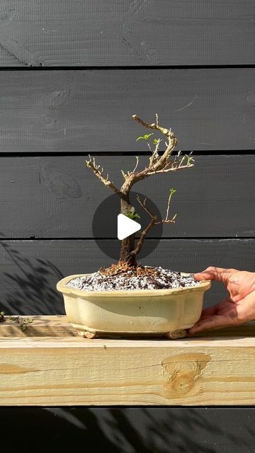 A little nursery bougainvillea pick up today. Cut off anything that lacks taper and movement and find that LINE! . . . . . #bonsai #bonsa... | Instagram Bougainvillea Tree, Bougainvillea Bonsai, Bonsai Nursery, Bonsai Ideas, Bonsai Techniques, Miami Gardens, Bonsai Art, Bonsai Garden, Bougainvillea