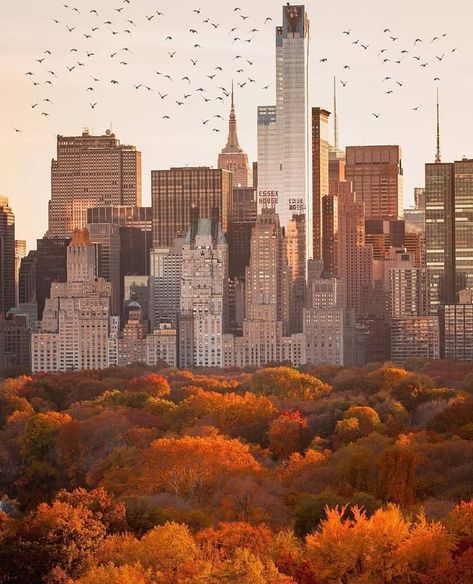 New York Lovers on Instagram: “Autumn in Central Park 🍂🍁 📸 @212sid 🔥FOUNDER: @enric_torres” New York City Aesthetic, Nyc Fall, Autumn In New York, Instagram Autumn, Nyc Aesthetic, Billie Holiday, New York Aesthetic, New York Life, Autumn Scenery