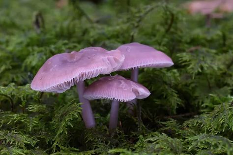 Bioluminescent Mushrooms, Mushroom Guide, Spruce Forest, Slime Mould, Night Forest, Mushroom Fungi, Vascular Plant, Tree Hugger, Art Prompts