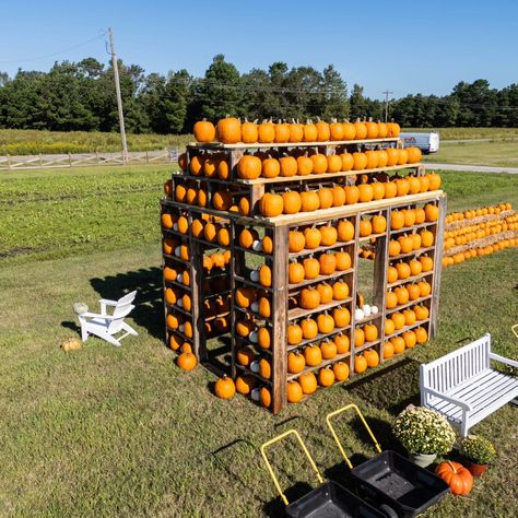 Here's some pumpkin action from the weekend. #pumpkin #castlehaynenc #visitnc #background #halloween #fall #fun #cornmaze ##cornmazefun #northcarolina Pumpkin Stand Roadside, Scary Pumpkin Patch, Vertical Pumpkin Patch, Hay With Pumpkins, Pumpkin Patch Farm, Corn Maze, Halloween