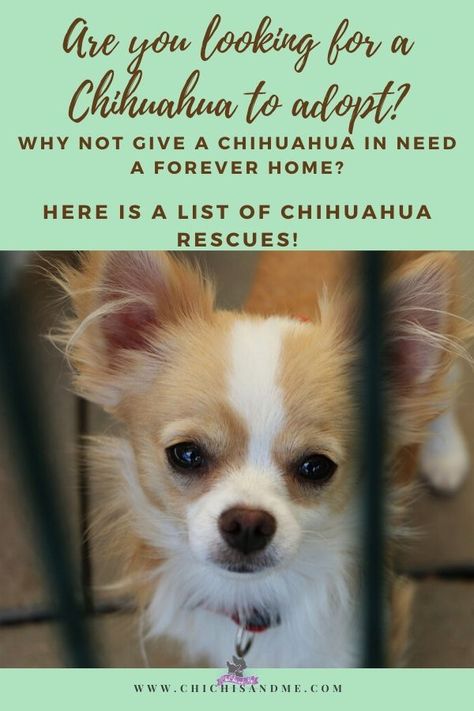 Chiwawa Chihuahuas, Chihuahua Puppies For Sale Near Me, Fluffy Chihuahua, Teacup Chihuahua Puppies For Sale Near Me, Chihuahua Training Tips, Cute Chihuahuas, Chiwawa Puppies, Longhaired Chihuahua, Mini Chihuahua