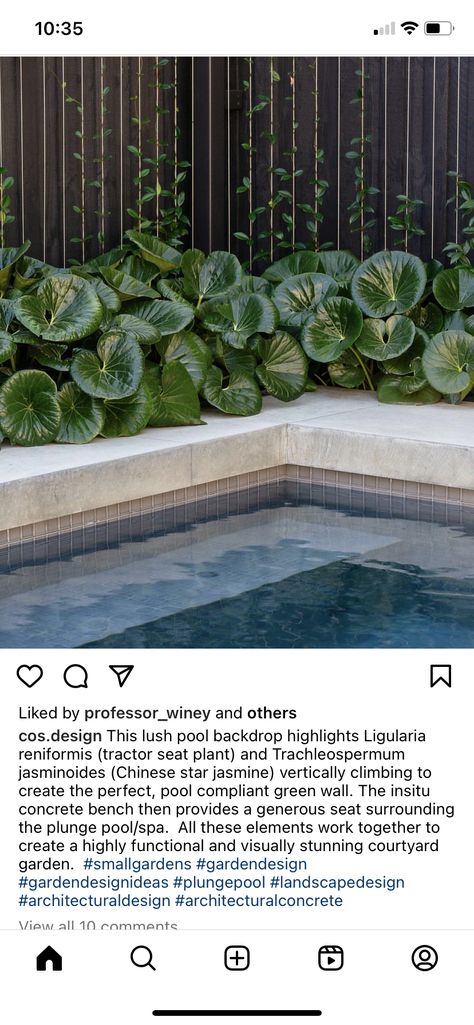 Raised Plunge Pool, Ligularia Reniformis, Tractor Seat Plant, Jasmine Instagram, Raised Pools, Gardens Australia, Pool Plants, Chinese Star, Exquisite Gardens