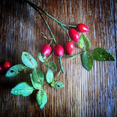 Autumn Rosehips - Sew Recycled: The healing of a sad heart... Rose Hips, Brand Photoshoot, Branding Photoshoot, Craft Blog, Cottage, Healing, Fruit, Lifestyle, Photography