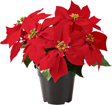 for Indoor or/and Outdoor Xmas Ornament Porch Home Garden Decorations - Realistic Flower Poinsettia Decor, Poinsettia Plant, Winter Holiday Decorations, Faux Christmas, Poinsettia Flowers, Christmas Table Centerpieces, Poinsettia Flower, Christmas Feeling, Christmas Poinsettia