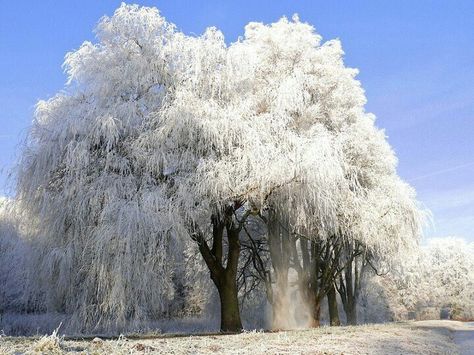 WHITE! Tree In Winter, Weeping Trees, Weeping Willow Tree, Pretty Trees, Beautiful Snow, Weeping Willow, Winter Beauty, Snow And Ice, Willow Tree