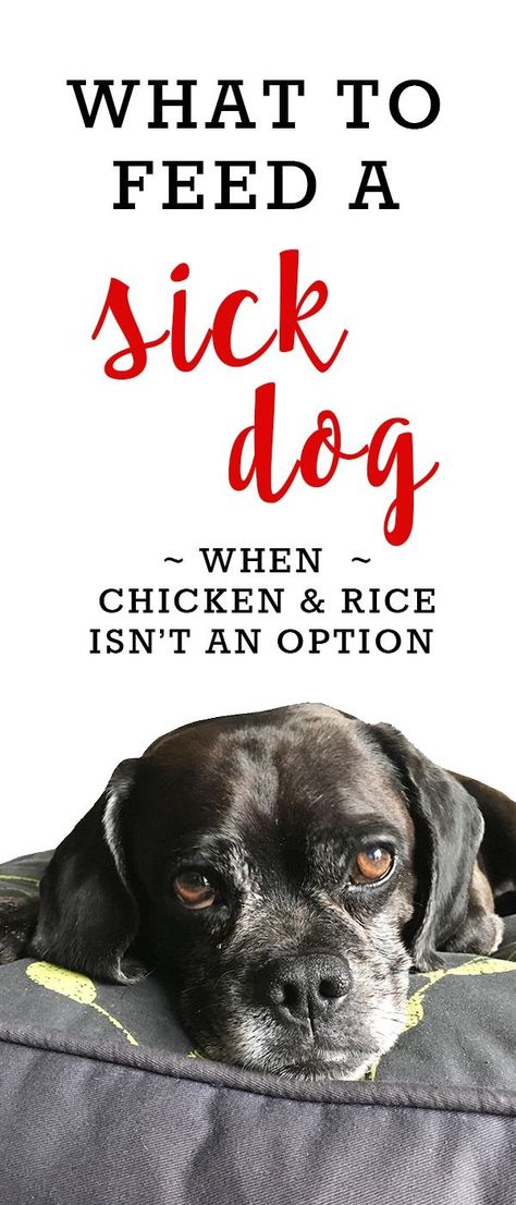 What to Feed a Sick Dog (When Chicken and Rice Isn't An Option) Sick Dog Remedies, Dog Life Hacks, Sick Puppies, Dog Remedies, Dog Needs, Dog Health Tips, Sick Dog, Cute Dog Photos, Dog Health Care