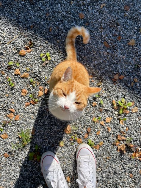 White And Orange Cat, Orange White Cat, Orange And White Cat, Cream Cat, Fall White, Vision Board Photos, Orange Cats, Perfect People, Brown Cat