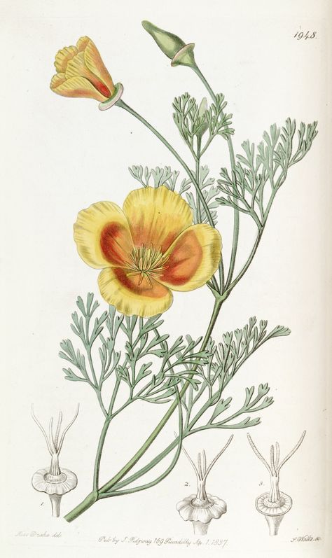 California Poppy - Eschscholzia californica - circa 1837 Vintage California Poppy Illustration, California Poppy Drawing, California Poppy Flower, California Poppy Art, Eschscholzia Californica, Family Illustrations, Botanical Printables, Botany Illustration, Botanical Inspiration