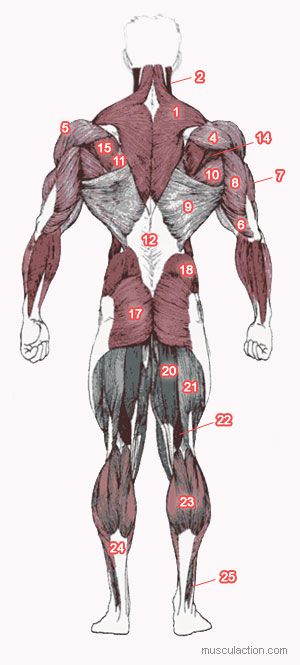 Anatomie Musculation                                                       … Muscle Drawing Reference, Muscle Drawing, Anatomy Guide, Detailed Anatomy, Artistic Anatomy, Drawing Anatomy, Anatomy References, Draw Human, Human Body Anatomy