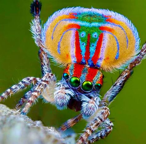 Me if I was a spider. Naturellement. None of that boring cockroach brown BS for me if the option of this flashy little firecracker is on the table! Maratus Volans AKA Peacock Spider Photographer: Michael Doe #peacockspider #maratusvolans #maximalist #maximaliststyle #loudnproud #lovehypeandglory #thankyou #spidersofinstagram #spideroftheday Can you guess where this spider originates from? Insect Character, Colorful Spider, Peacock Spider, Procreate Inspiration, Animal Behaviour, Jumping Spiders, If I Was A, Maximalist Style, Spider Art