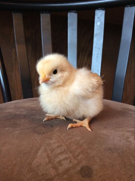 One of our many baby chicks! Baby Chick Pictures, Chicks Aesthetic, Baby Chicks Photography, Chick Aesthetic, Animal Butts, Chicken Pet, Chicken Animal, Cute Chicks, Fluffy Chicken