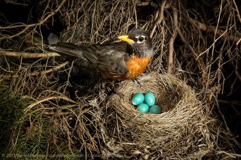 , Robin Nest, Nest Images, Robin Eggs, Johnny Jump Up, European Robin, Colors Of Fire, Bird Nests, Barn Swallow, American Robin