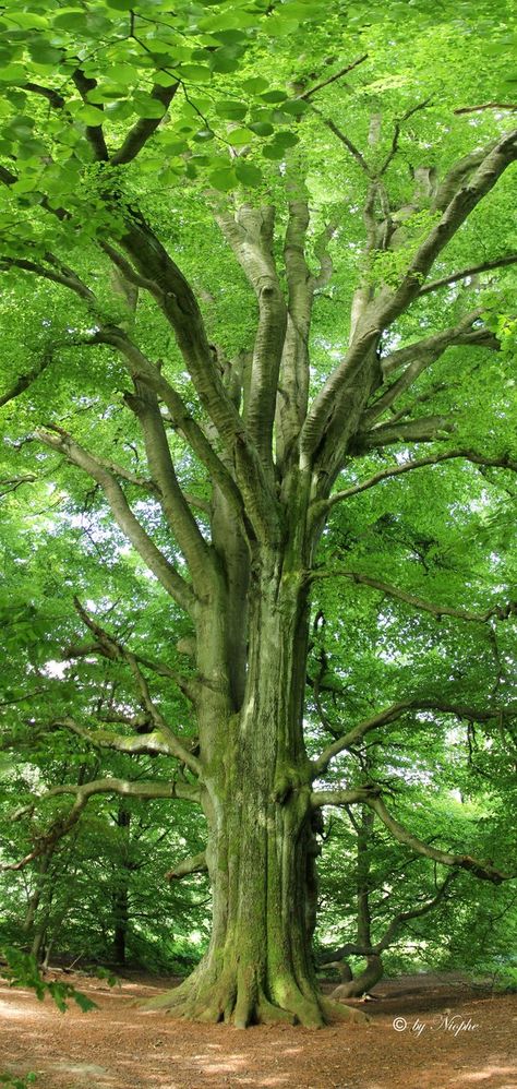 Lush green, so inviting, so beautiful, stop, breathe and take God's creation in . . . Trees Beautiful, Amazing Trees, Ancient Trees, Belle Nature, Old Trees, Tree Hugger, Nature Tree, Tree Forest, Camping Ideas