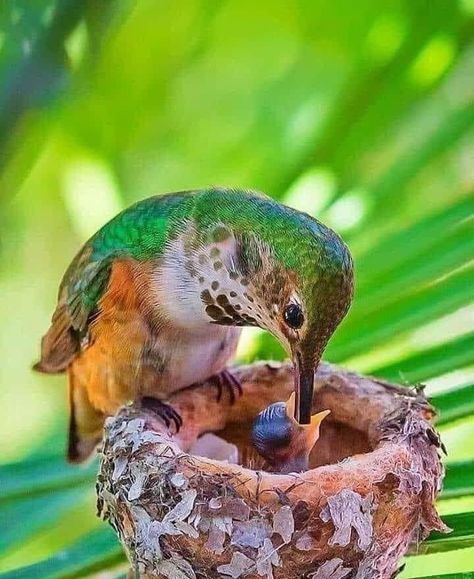 Hummingbird Nests, Hope Is The Thing With Feathers, Hummingbird Pictures, Hummingbird Garden, Bird Pictures, Pretty Birds, Colorful Birds, Bird Nest, Little Birds