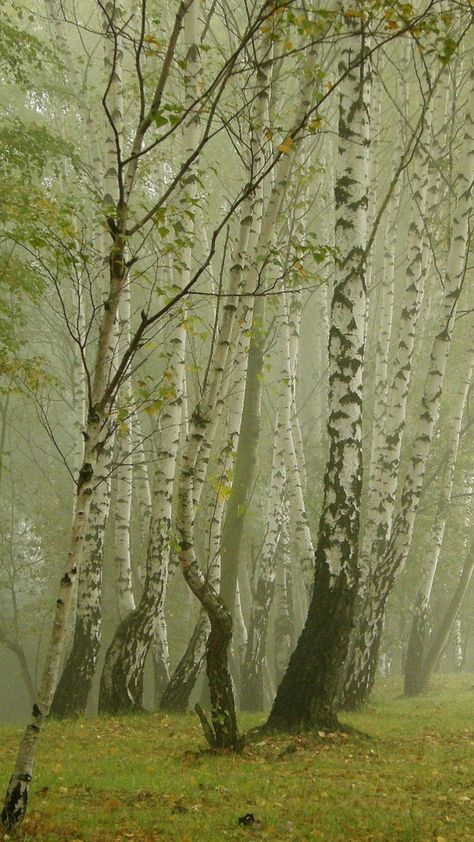 Download Wallpaper 720x1280 Birches, Fog, Avenue Samsung Galaxy S3 HD Background Birch Forest Aesthetic, Birch Wallpaper, Birch Forest, Forest Background, Galaxies Stars, Hd Background, Asus Zenfone, Samsung Galaxy S3, Hd Backgrounds