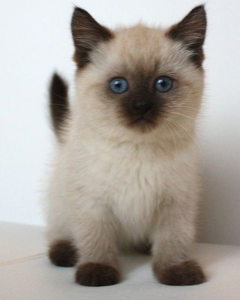 En gatosiames.shop te lo explicamos todo sobre el #gatosiames Siamese Cats For Sale, Gus Gus, Ragdoll Kittens, Siamese Kittens, Image Chat, Ragdoll Kitten, Cute Cats Photos, Kittens And Puppies, Scottish Fold