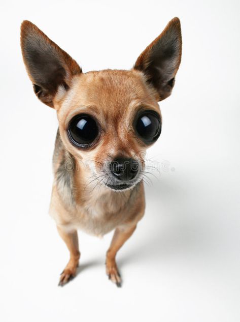 Big-Eyed Chihuahua. Tiny chihuahua with very large eyes , #AFF, #Chihuahua, #Eyed, #Big, #Tiny, #eyes #ad Types Of Chihuahua, Chihuahua Photos, Different Types Of Dogs, Small Sized Dogs, Bobble Heads, Dog Mixes, Cute Dog Photos, Cute Chihuahua, Chihuahua Dogs