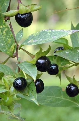 Belladonna Flower Aesthetic, Atropa Belladona, Nightshade Berries, Poison Berries, Nightlock Berries, Poison Path, Alchemy Ingredients, Belladonna Flower, Nightshade Flower