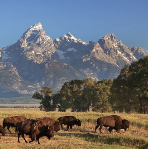 "Spectacular Grand Teton National Park Photo with Buffalo Roaming the landscape is a rare photo moment. Famous Moulton Barn in Jackson Hole Wyoming brings your walls to life with the Grand Teton Mountains as a backdrop. Perfect for your western or farmhouse decor. Various sizes available including extra large size of 94\" wide. Artwork is handmade using quality, heavy-duty canvas and professionally stretched on wooden gallery-wrap stretcher bar frames. No additional framing is required. Canvas h Wide Artwork, Photo Moment, Jackson Wyoming, Western Landscape, National Park Photos, Cow Canvas, Jackson Hole Wyoming, Mountain Canvas, Painting Inspo