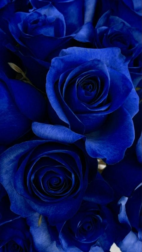 Royal Blue Flowers Aesthetic, Blue Roses Wallpaper Iphone, Blue Rose Aesthetic Wallpaper, Blue Black Flowers Aesthetic, Dark Blue Roses Wallpaper, Cute Mobile Wallpapers, Black And White Picture Wall, Original Iphone Wallpaper, Royalty Aesthetic