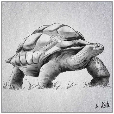 Tortoise Pencil Sketch, Sea Turtle Drawing Realistic, Nature Sketches Pencil, Tortoise Drawing, Turtle Sketch, Sea Turtle Drawing, Beautiful Pencil Drawings, Dinosaur Sketch, Animal Sketch