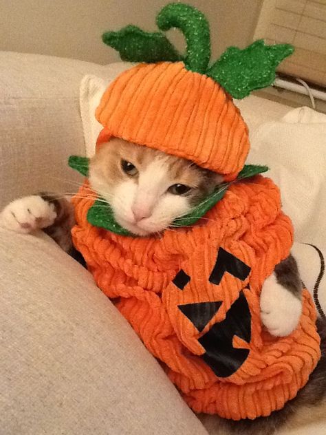 Pintober Cat Outfit Halloween, Cat Halloween Costume Pet, Pumpkin Kitty, Cute Cat Costumes, Kitty Pumpkin, Cat Outfit, Cat Dressed Up, Pumpkin Outfit, Pumpkin Cat