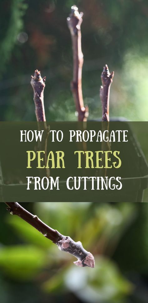 two pictures of pear tree cuttings Propagating Pear Tree, Propagating Apple Trees, How To Propagate Trees From Cuttings, Growing Pear Trees, Propagating Trees, Alvis Cars, Homestead Planning, Tree Propagation, Fruit Farming