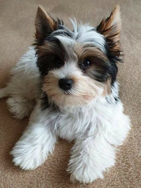 Parti Yorkies, Shorkie Puppies, Biewer Yorkshire, Biewer Terrier, Biewer Yorkie, Cute Teacup Puppies, Yorkie Terrier, Very Cute Puppies, Havanese Puppies