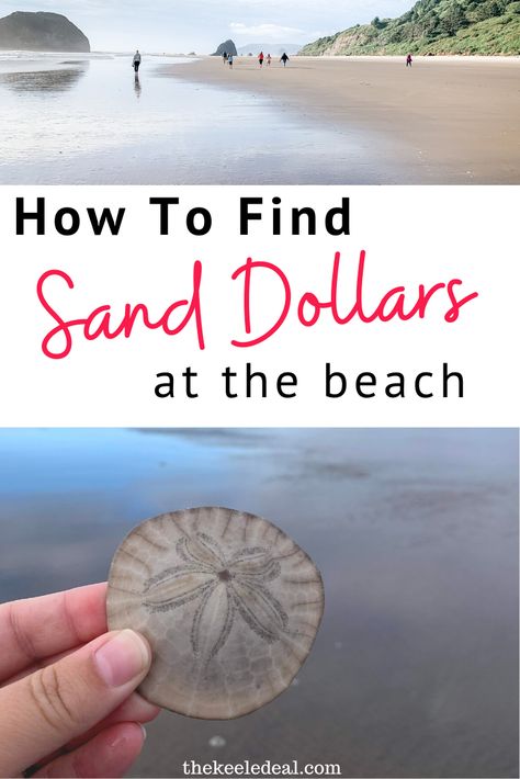 Sand Dollar Meaning, Sand Dollar Diy, Things To Do With Sand Dollars, Broken Sand Dollar Crafts, Sand Dollar Display, Sanddollar Crafts Diy Ideas, United States Road Trip, Sand Dollar Craft, Sand Dollar Art