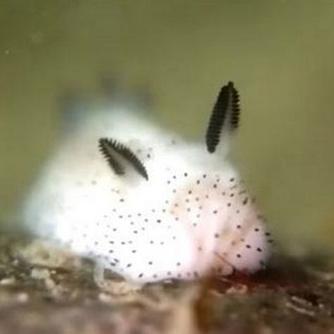 World's cutest slugs look like gooey, candy bunnies - The Verge Sea Slugs, Sea Slug, Slug, That Look, Candy, Animals