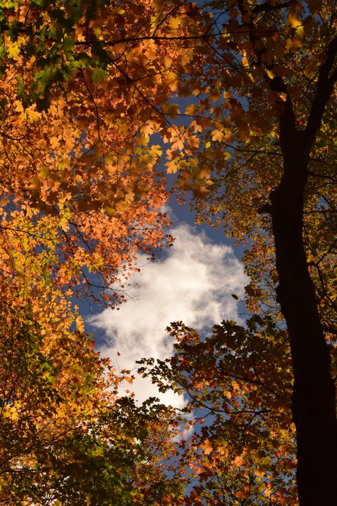 Romanticising Autumn, Autumn Core, Christian Fall, Fall Landscape Photography, Changing Leaves, Autumn Park, Autumn Scenes, Cozy Autumn, Autumn Beauty