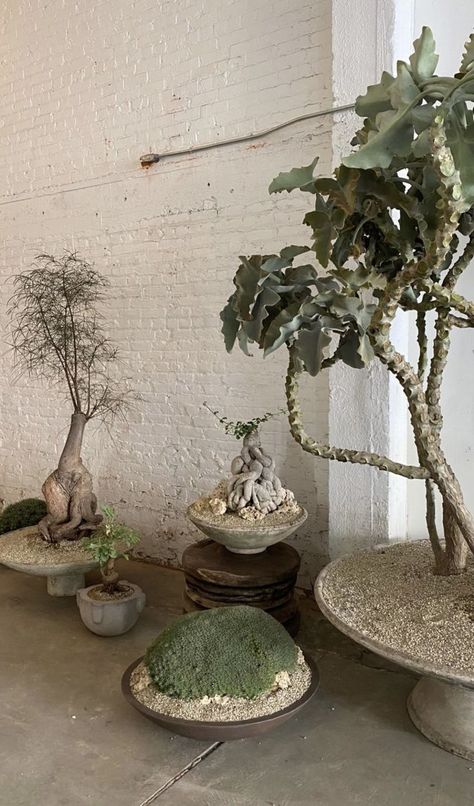 Japanese Indoor Plants, Indoor Japanese Garden, Indoor Vines, Plants In Pots, Plant Installation, Inside Plants, Plant Decor Indoor, Interior Plants, Room With Plants