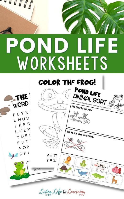 Pond Life Worksheets Dragonfly Life Cycle, Life Worksheets, Homeschool Science Lessons, Pond Habitat, Frog Butterfly, Frog Activities, Frog Coloring Pages, Activity Worksheet, Frog Life