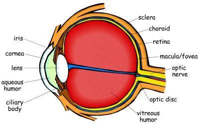 Learn about Your Eye and How Vision Works! Eye Science, Eye Lesson, Computer Keyboard Shortcuts, Human Body Science, Eye Anatomy, Two Is Better Than One, Two Eyes, 7th Grade Science, Eye Chart