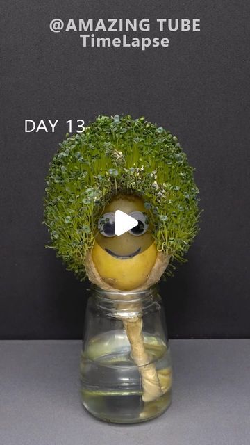 Diy Chia Pet, Chia Pet, Pet Rocks, Diy Stuffed Animals, Learning Activities, Chia, Potato, Pet, On Instagram