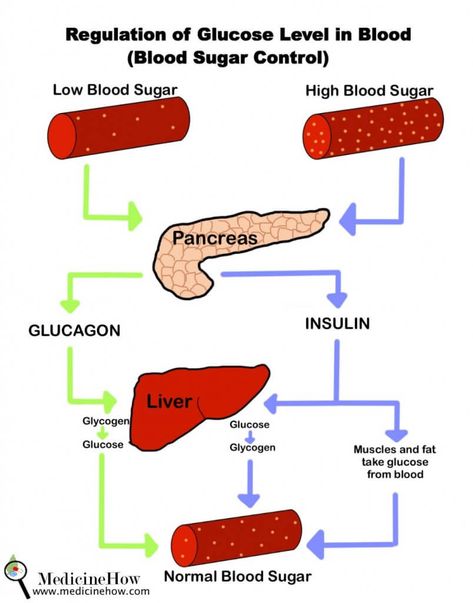 Normal Blood Sugar, Low Glycemic Foods, Nurse Inspiration, Medical School Studying, Medical School Essentials, Low Blood Sugar, Biology Notes, Blood Glucose Levels, Glucose Levels