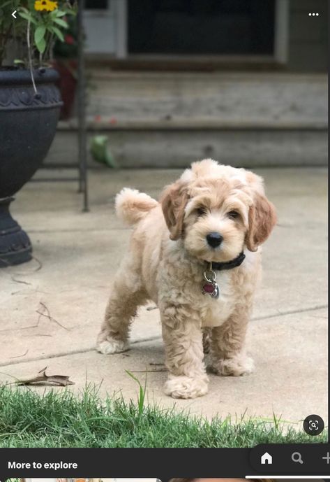 Poochon Dog, Maltipoo Dog, Cute Small Dogs, Daisy Duke, Teddy Bear Dog, Puppies Cute, Very Cute Puppies, Cockapoo Puppies, Maltipoo Puppy