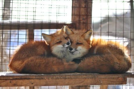 "Could you please take a photo of us, thanks!" Two Foxes, Red Foxes, Fox Images, Fox Pictures, Pet Fox, Take A Photo, Arctic Fox, Pretty Animals, Fox Art