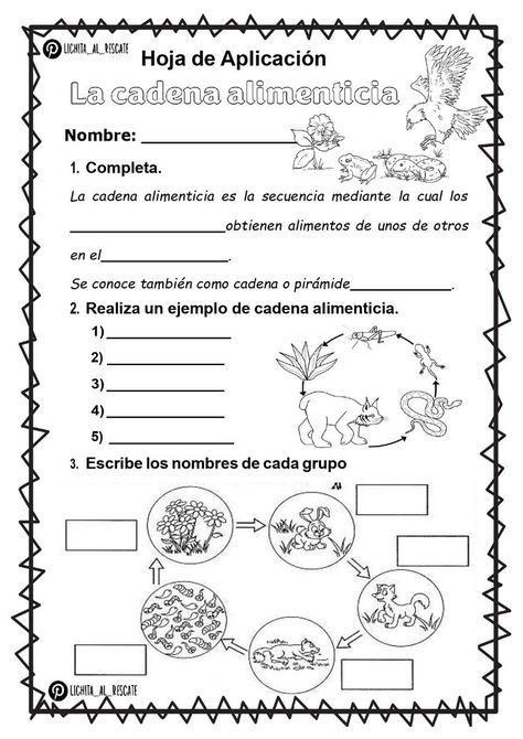 hojita para completar referente al tema de la cadena alimenticia Spanish Teaching Resources, Biology Lessons, Science Worksheets, Teaching Spanish, Science Teacher, Science Classroom, Second Grade, Ecology, Teaching Resources