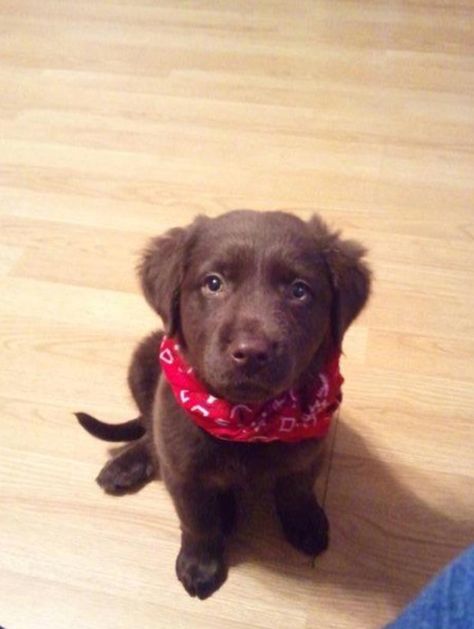 Chocolate lab/golden retriever mix :) Golden Retriever Chocolate Lab Mix Puppy, Chocolate Lab Golden Retriever Mix Puppies, Chocolate Golden Retriever, Brown Golden Retriever, Golden Retriever Lab Mix, Puppies Golden Retriever, Dog Retriever, Lab Mix Puppies, Puppy List