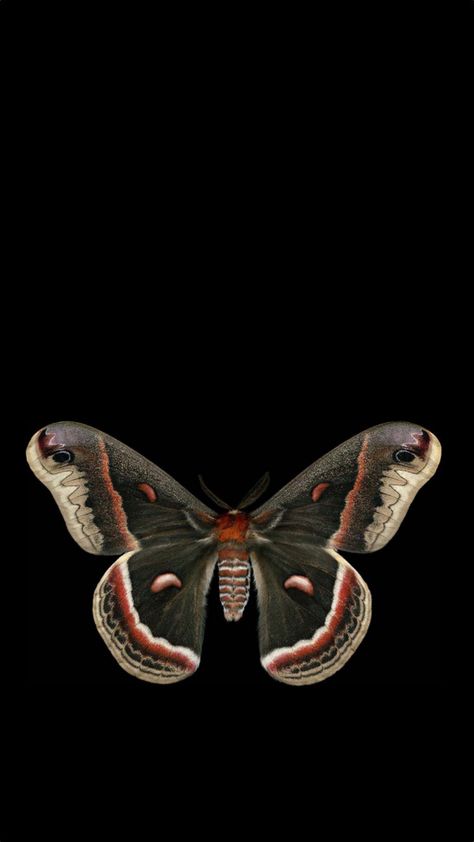 Moth Black Background, Moth Lockscreen, Dark Butterfly Aesthetic, Moth Wallpaper Iphone, Moth Wallpaper Aesthetic, Moths Wallpaper, Moth Wallpaper, Pretty Phone Backgrounds, Wings Wallpaper