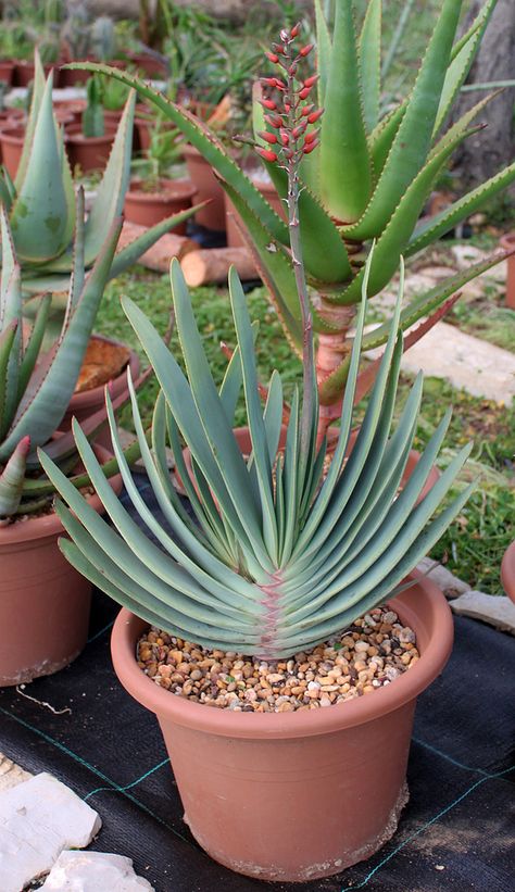 Aloe Plicatilis, Fan Aloe, Aloe Plants, Aloe Plant, Aloe Vera Plant, Succulent Gardening, Agaves, Rare Succulents, Desert Plants