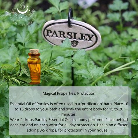 Parsley magick Parsley In Witchcraft, Parsley Magical Properties, Herb Gardens, Crystal Moon, Herbal Magic, Medicinal Herbs, Herb Garden, Parsley, Essential Oils