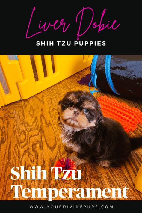 There are a lot of Shih tzu temperament traits that make them not just a cute dog, but they are also a fun dog to have around. And if you're interested in understanding their temperament, the following Shih tzu breed profile might be helpful. Liver Shih Tzu, Shih Tzu Breeders, Shih Tzu Puppies, Shih Tzu Puppy, Fun Dog, Shih Tzus, Service Dog, Service Dogs, Training Tips