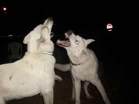 laincredulidad In The Dark, At Night, Tumblr, Dogs, White