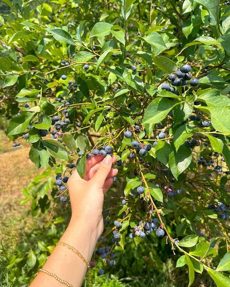 Checking blueberry picking date off the summer bucket list!🫐🫶🏼🧺🌾 #summerdate #summeractivity #summeroutfit #blueberrypicking Blueberry Picking, Summer Bucket List, Summer Dates, Summer Bucket Lists, Summer Bucket, Summer Activities, Bucket List, Summer Outfits, Quick Saves