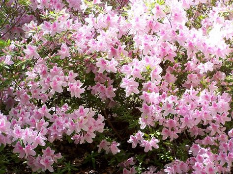 light pink Azalea Light Pink Azaleas, Pink Azaleas, Flowers Wallpapers, Beautiful Flowers Wallpapers, Residential Design, Flower Wallpaper, My Flower, Flower Garden, Beautiful Flowers