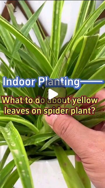 Gardening | Housewife | Farm on Instagram: "Tips on caring for spider plants #garden #plants #indoorplants #houseplants #indoorgarden #homegarden #spiderplant #planting #gardening #gardeningtips" Spider Plant Care Indoor, Spider Plant Benefits, Spider Plant Care, Farm Tips, Spider Flower, Spider Plant, Best Indoor Plants, Plant Information, Indoor Jungle