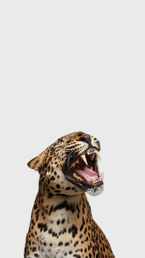 Jaguar Pictures, Glamour Wallpaper, Jaguar Wallpaper, Cheetah Wallpaper, Leopard Print Background, Leopard Print Wallpaper, Tiger Wallpaper, Cute Laptop Stickers, Bible Quotes Wallpaper